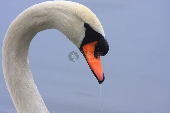 天鹅头部的近视肖像眼睛动物群鸟类橙子动物野生动物荒野蓝色优美脖子图片