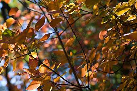 秋季背景树叶叶子树木背景图片