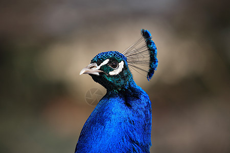 孔雀肖像动物宏观野生动物动物群动物园羽毛眼睛图片