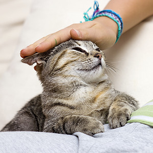 追着猫猫科孩子胡须乐趣爪子猫咪婴儿毛皮白色哺乳动物图片