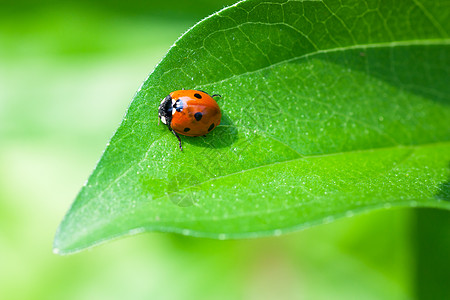 瓢虫斑点宏观生活动物甲虫太阳昆虫漏洞叶子草本植物图片