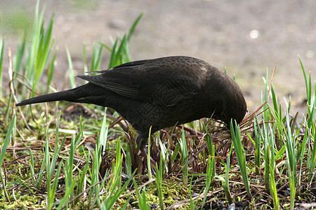 女性黑鸟雌性棕色野生动物黑色鸟类翅膀材料花园图片