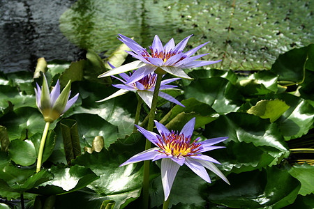 水水生植物蓝色池塘荷叶植物学紫色植物植物群百合背景图片