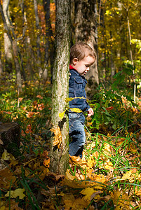 可爱男孩和秋林孩子们森林树叶男生黄色孩子童年红色落叶娱乐图片