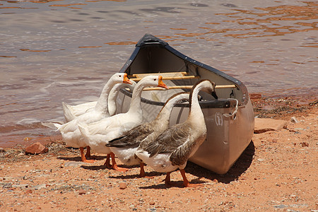 鹅和独木舟图片