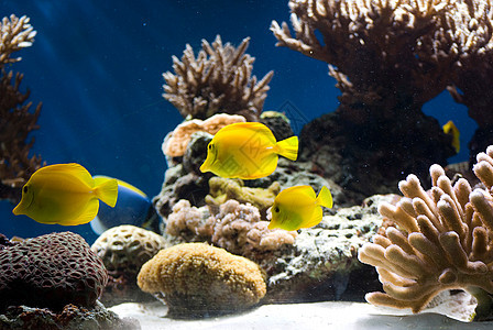 含有鱼类和珊瑚的水族馆海洋野生动物潜水爱好热带旅游蓝色游泳情调生活图片