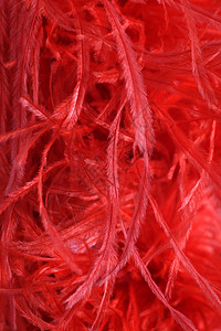 红色羽毛野鹅的详情图片