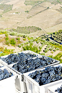 葡萄牙杜罗谷葡萄酒收获水果位置农业世界酒业葡萄栽培收成葡萄园外观图片