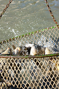 蓄积池动物钓鱼池塘外观渔业动物群收获池图片