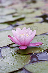 粉水百合植物公园情调树叶花园池塘水面植物学荷花异国图片