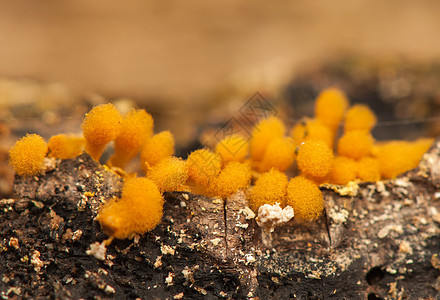 希米特里希娅克拉瓦塔橙子木头野生动物挖掘机真菌棕色荒野宏观根茎变形虫图片