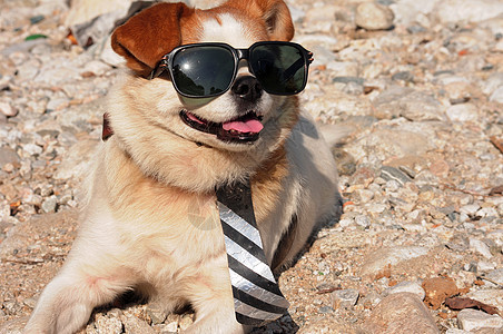 戴太阳眼镜的有趣小狗白色眼镜毛皮动物犬类太阳哺乳动物领带乐趣场地图片