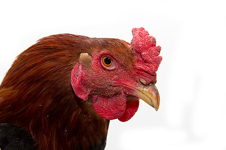 白色背景上的 公鸡肖像生物男性生活羽毛乡村棕色家畜农场红色动物图片