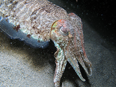 鱼荒野野生动物海滩海洋生物海洋笨蛋潜水食物生物深渊图片