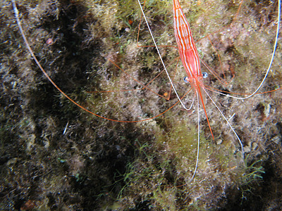 虾潜水生活野生动物荒野海洋海藻藻类生物动物游泳图片