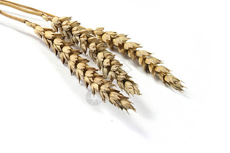 耳耳数谷物玉米烘焙耳朵植物农产品大麦刀刃面包小麦图片