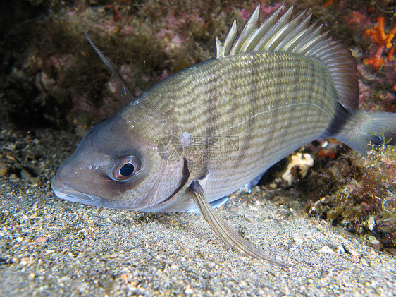 鲑鱼海洋生物生活部门小便生物荒野野生动物海洋潜水藻类图片