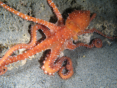 八角巨集部门海鲜头足类荒野生活藻类动物海洋生物野生动物深渊图片