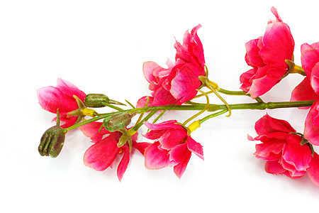 樱花 沙仓花 白本孤立的樱花曲线墙纸插图季节花瓣植物压痛枝条叶子图片
