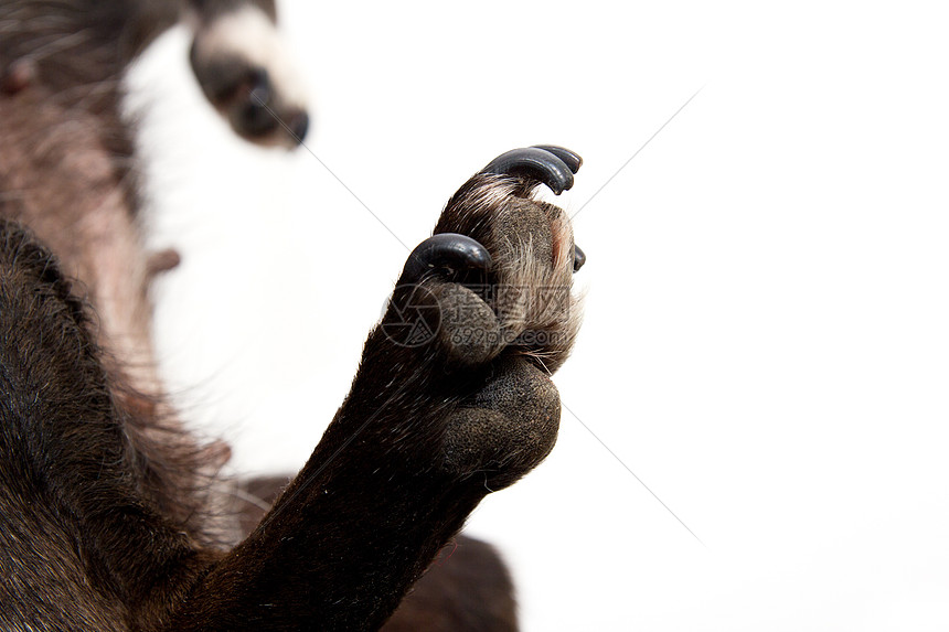 白色背景上的黑狗爪犬类趾甲动物黑色工作室家畜哺乳动物小狗宠物主题图片