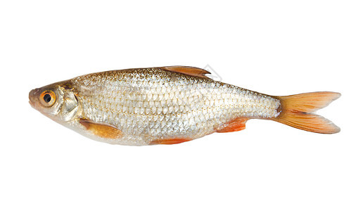 白色背景上的蟑螂鲤鱼爱好食物运动海鲜尾巴闲暇美食钓鱼淡水图片