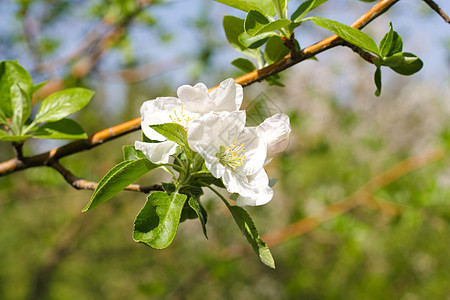 苹果花生长边界晴天香气植物学植物园艺天空果园叶子图片