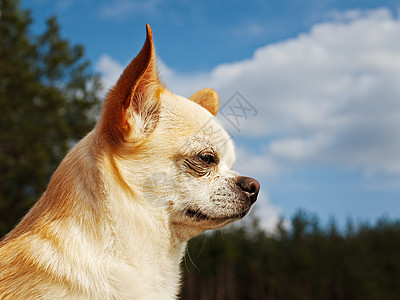 奇瓦亚州犬类朋友晴天良种宠物动物小狗图片