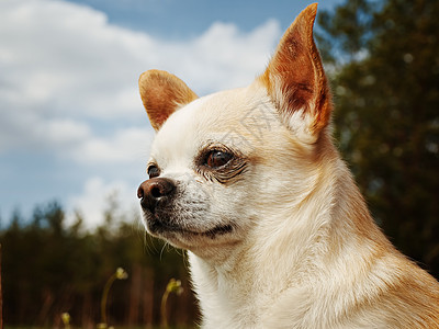 奇瓦亚州动物犬类晴天小狗宠物朋友良种图片