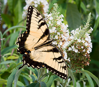 东虎燕尾蝴蝶黄色黑色动物野生动物男性老虎花朵白色鳞翅目花园图片