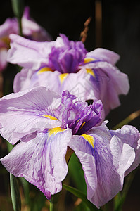 紫色 Iris植物群花园鸢尾花花瓣植物图片