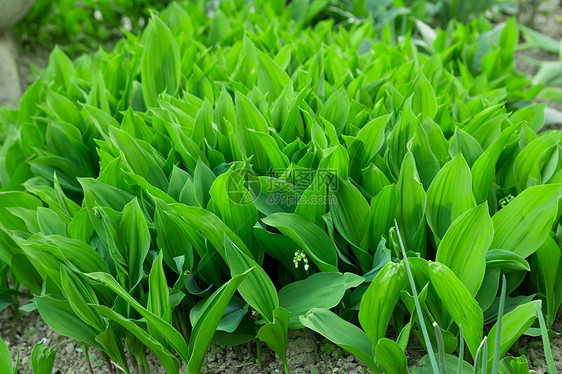 绿色树叶的美丽背景床单花粉香味香气植物群花瓣图片