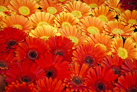 美丽的红花和黄花背景庆典植物叶子花瓣花园植物群卡片植物学礼物季节图片