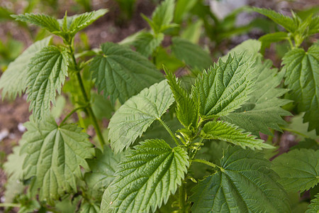 美丽的清新树叶的织物植物群花瓣床单香味花粉绿色荨麻植物香气图片