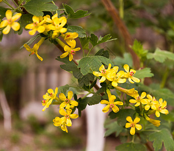 大自然上美丽的黄黄色花朵床单郁金香绿色红色香味黄色花瓣花粉百合香气图片