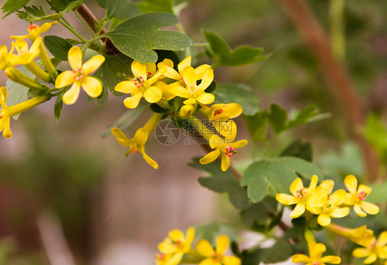 大自然上美丽的黄黄色花朵黄色花瓣花粉绿色香味红色郁金香植物群床单百合图片