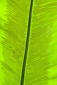 热带热带绿叶抽象背景花园宏观植物植物学墙纸生活树叶静脉太阳环境图片