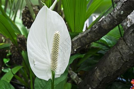 外来多彩花朵公园植物学兰花花园树叶礼物花瓣热带宏观叶子图片