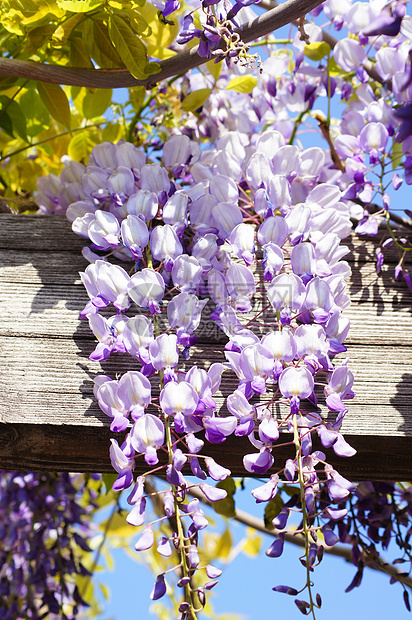 西部地区宏观薰衣草白色紫丁香紫色气候阳光植物生长美丽图片