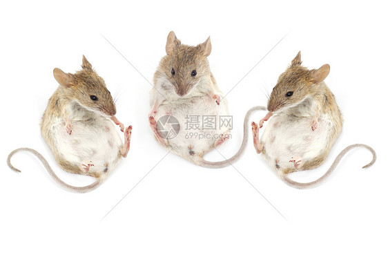 三只老鼠坐在白色背景上的鼠标图片