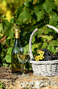 葡萄和葡萄酿植物水果酒杯叶子瓶子庆典品牌葡萄园液体生长图片