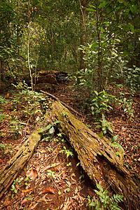 热带热带森林异国蕨类避难所植被雨林情调野生动物季节荒野热带雨林图片