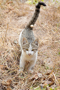 有关自然性质的猫动物宠物太阳猫科短发场地叶子草地哺乳动物公园图片