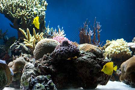 含有鱼类和珊瑚的水族馆情调旅行盐水生活野生动物海洋异国假期游泳浮潜图片