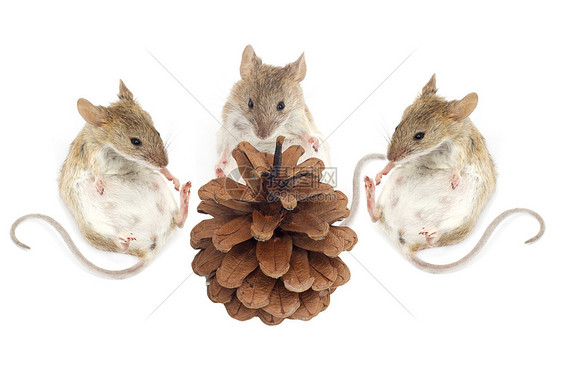 三只老鼠坐着看白色背景的松树坚果图片