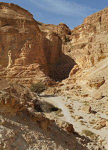 日落时在死海附近的沙漠峡谷底部的阿卡西亚树远足侵蚀砂岩内盖夫巨石风化季节天空丘陵游客图片