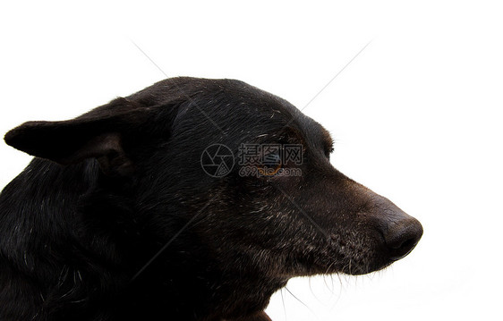 白色背景上黑狗的肖像犬类爪子动物毛皮头发哺乳动物婴儿宠物金发黑色图片