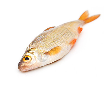 白色背景上的蟑螂钓鱼闲暇爱好食物海鲜淡水美食运动尾巴眼睛图片