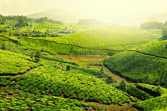 茶叶种植园场地植物茶园树叶叶子山脉农田天空风景丘陵图片