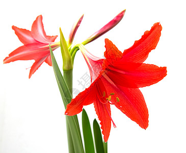 白色背景的红花红色绝缘床单植物群气味花粉绿色香气图片