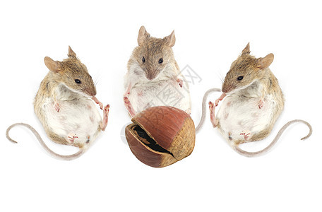 三只老鼠坐着看白底的栗子 三只老鼠图片